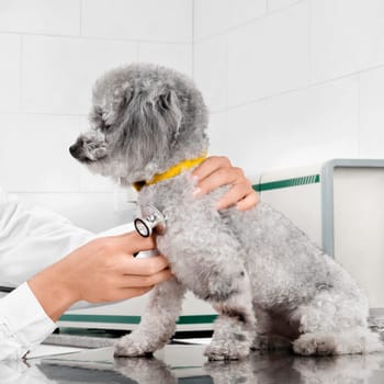 Vet examining a dog with a stethoscope