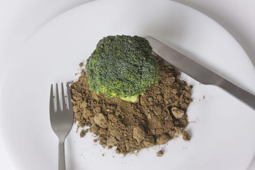 High angle view of organic broccoli in soil