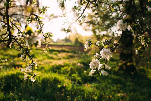 Apple buds bloom in spring. Apple blossom. Spring garden. Blurred background. High quality photo