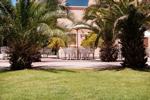 Fan palm tree at a tourist resort