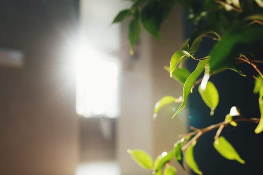 Flowerpot leaves and rays of the sun in the interior. Blurred background. High quality photo