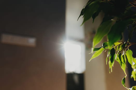 Flowerpot leaves and rays of the sun in the interior. Blurred background. High quality photo