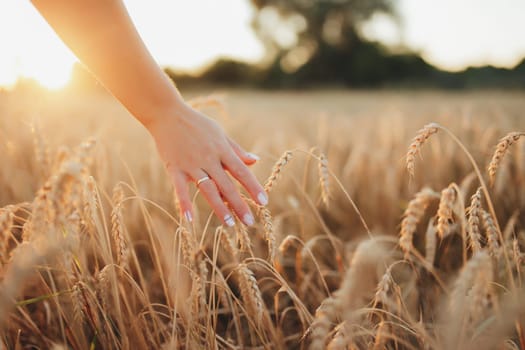 Girl in wheat field, girl's hand and wheat spikelet, sunset on field. High quality photo