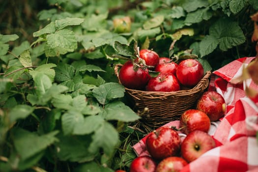 Red apples in basket, autumn garden, harvest time. High quality photo