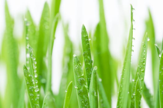 Fresh green wheat grass with drops dew,Sprout of wheat