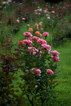 View of rose bush in rose garden against green turf backgrouns