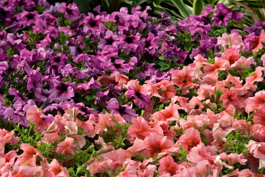 View of cluster of Azalea Flowers at Republic Day Flower Show in Lalbagh, Bengaluru, India, Asia