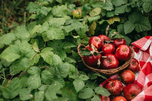 Red apples in basket, autumn garden, harvest time. High quality photo