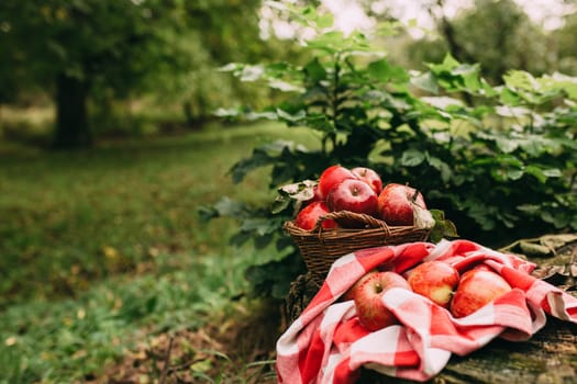 Red apples in basket, autumn garden, harvest time. High quality photo