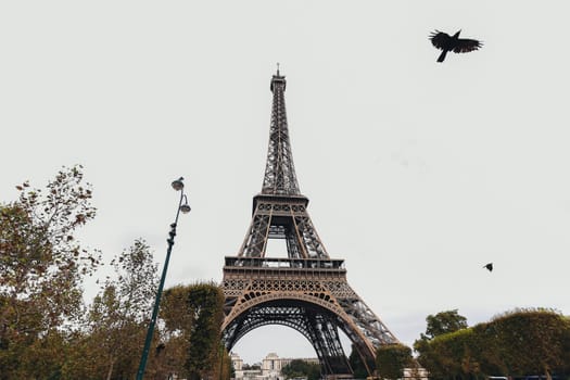 Eiffel tower in autumn. Flying bird by Eiffel tower. High quality photo