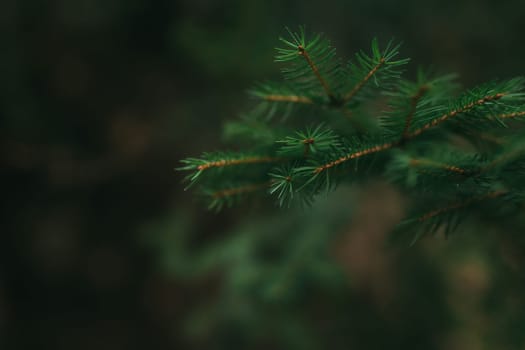 Christmas tree branches, close up of pine needles. High quality photo