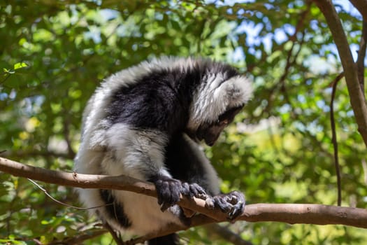 A black and white Vari Lemur looks quite curious.