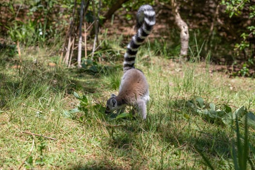 A funny ring-tailed lemur in its natural environment.