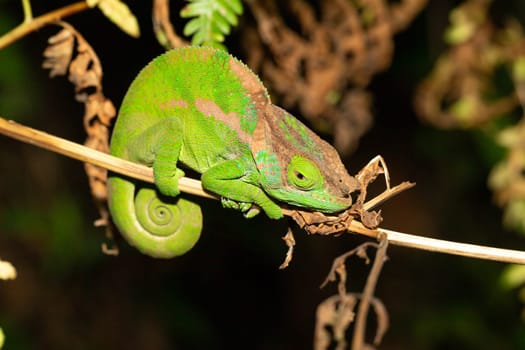 Colorful chameleon in a close-up in the rainforest in Madagascar.