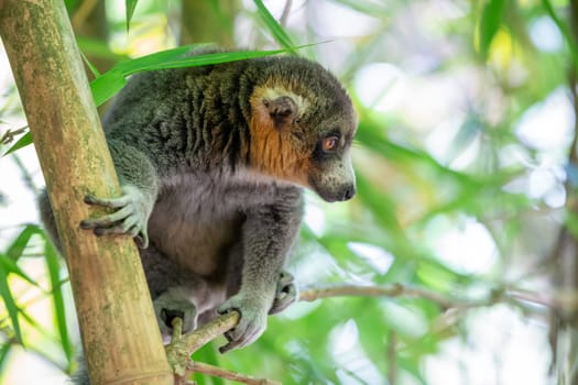 A lemur sits on a branch and watches the visitors to the national park.