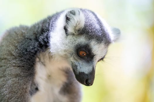A funny ring-tailed lemur in its natural environment.
