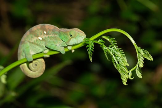 Colorful chameleon in a close-up in the rainforest in Madagascar.
