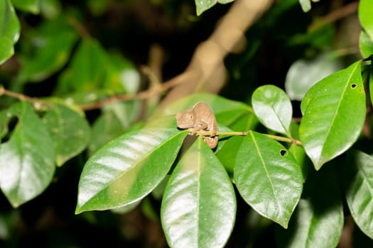 Colorful chameleon in a close-up in the rainforest in Madagascar.