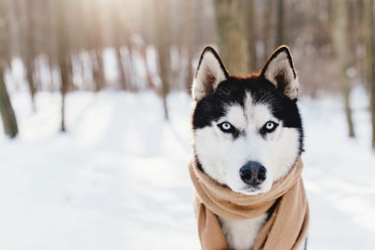 Husky wrapped in a scarf in a snowy forest. High quality photo