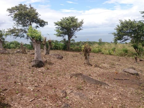 Freshly planted agricultural crop field on Ometepe island, Nicaragua. Beauty in nature