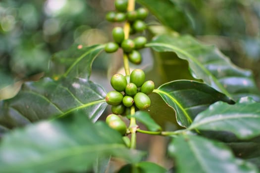 Close-up of a coffee plant and crop, with green beans and leafs. Detail of plant.