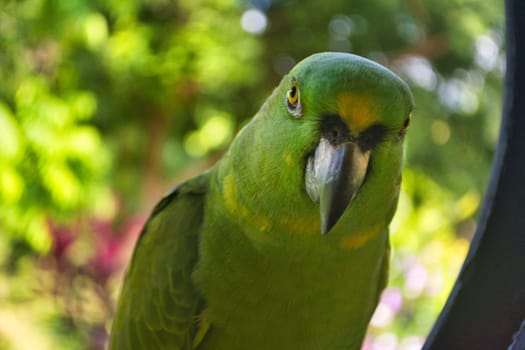 Close-up of Yellow-naped Amazon (Amazona auropalliata) parrot