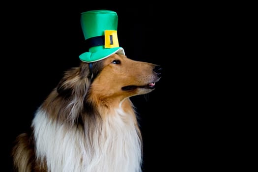 portrait of a Rough Collie dog with saint patrick's day top hat