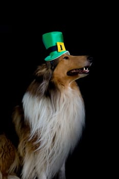 portrait of a Rough Collie dog with saint patrick's day top hat