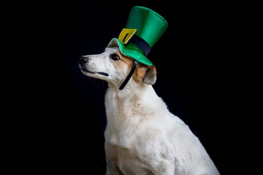 portrait of a mongrel dog with st patricks day hat