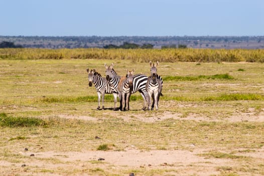 Herds of zebra facing the camera in the grasslands of Tsavo East Park in Kenay