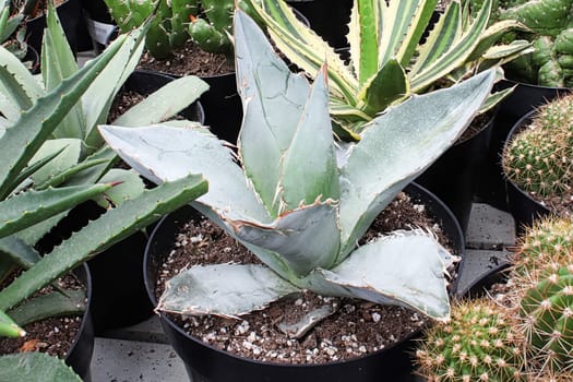 An aloe plant mixed in between various cactus and succulents.
