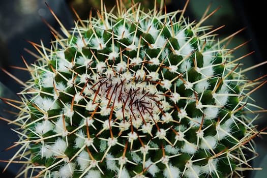 Macro of the top of a Silver Arrow Cactus plant.