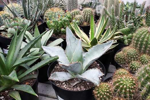 An aloe plant mixed in between various cactus and succulents.