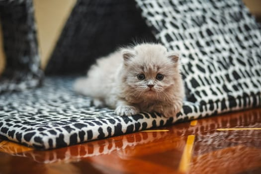 Kitten lies near the cat house. smoky kitten.