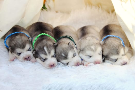 Little husky puppies are sleeping. A dream of puppies.