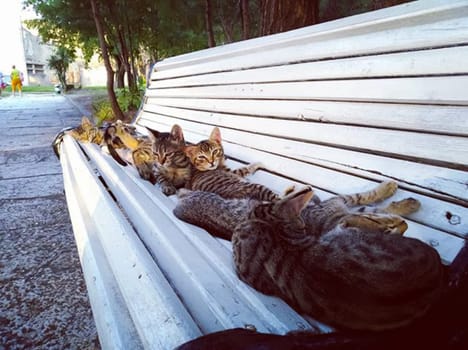A lot of cats lie on a park bench. A lot of cats lie on a park bench.