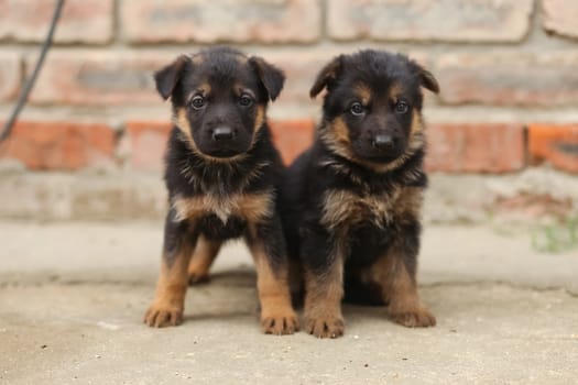 Little Sheepdog puppies. a Two puppies.