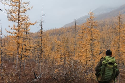 A tourist with a backpack stands in front of a yellow coniferous forest. Yellow taiga.