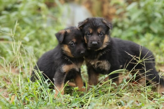 Two little shepherd puppies. Puppies on the lawn.