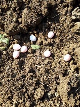 laying lizard eggs in the ground. The breeding of lizards.
