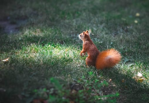 Red squirrel on the lawn in the park. The squirrel descended from the tree to the ground.