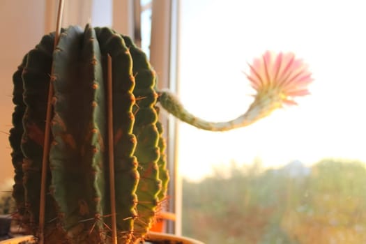The cactus at the window is blooming. A flower on a cactus.