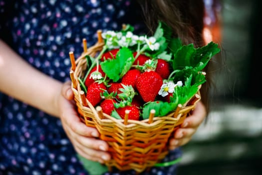 The girl holds a basket of ripe strawberries.