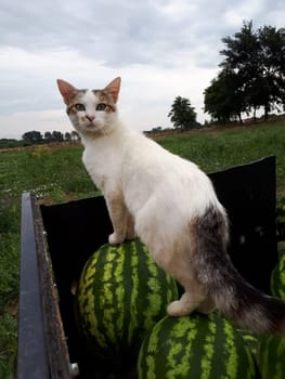 The cat climbed on the watermelons. A cat walks on watermelons in a truck.