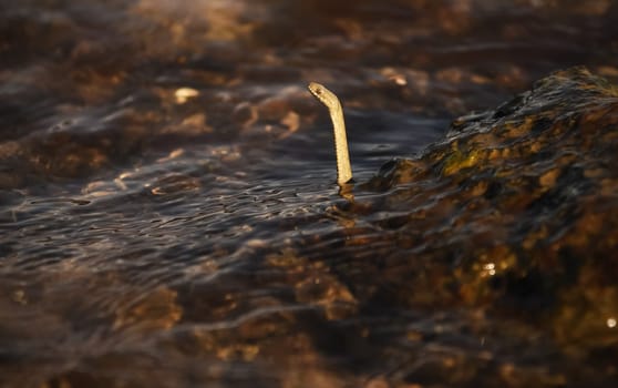 The snake raised its head above the water. A snake swims in the river.