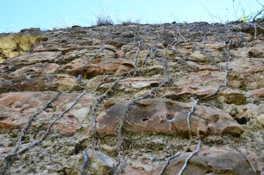 The roots of the vine plants are stistened on a stone wall.