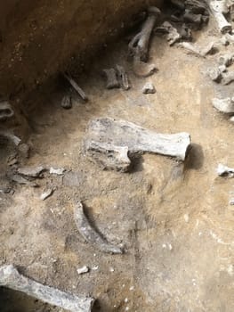 The parking lot of an ancient man. Lots of animal bones.