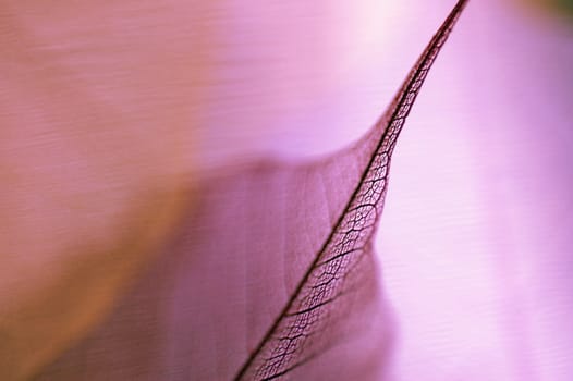 Detail of a leaf