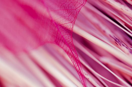 Detail of a leaf