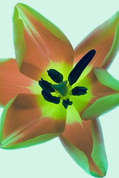 Details of a flower
